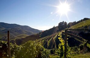 Vigneti nei pressi di Ortenau, Strada del vino del Baden | © Vigneti nei pressi di Ortenau © Badischer Wein