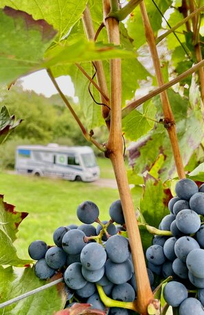 La Strada del vino nel Baden in camper | © FERIENSTRASSEN.INFO