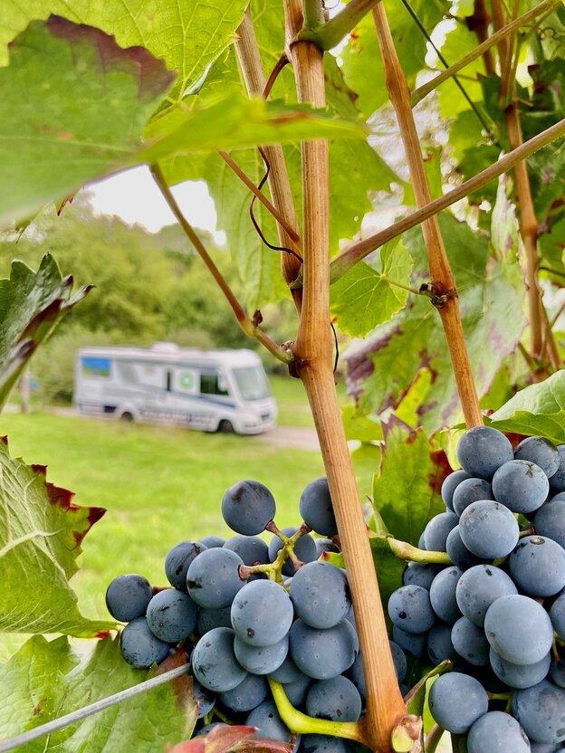 La Strada del vino nel Baden in camper | © FERIENSTRASSEN.INFO