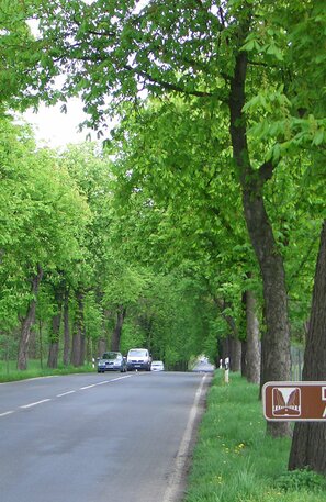 Deutsche Alleenstraße | © Deutsche Alleenstraße © Arge Deutsche Alleenstraße e.V.