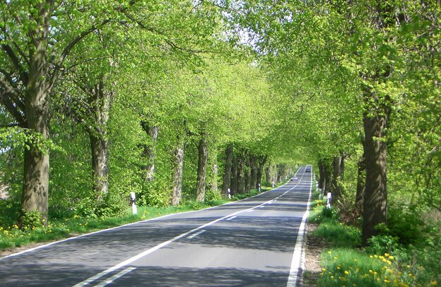Viale in primavera Rügen | © Viale in primavera Rügen © Arge Deutsche Alleenstraße e.V.