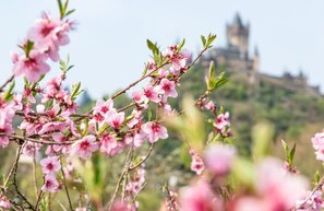 © Pfirsichblüte © Moselschiefer-Straße