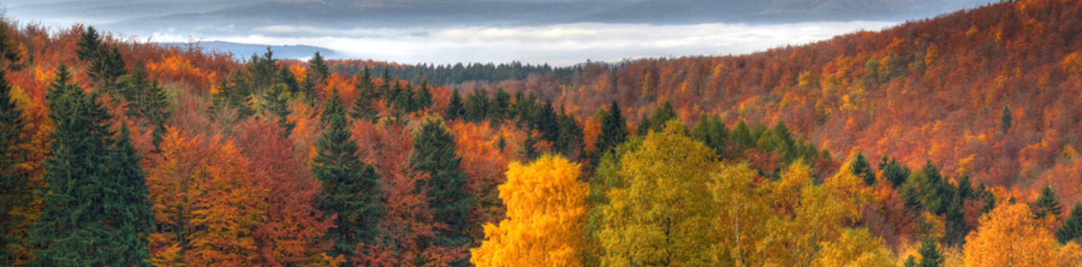 © Thüringer Wald © Andreas Lauerwald © Thüringer Wald © Andreas Lauerwald