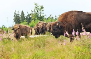 © Wisent Wildnis am Rothaarsteig, Bad Berleburg © BLB Tourismus GmbH
